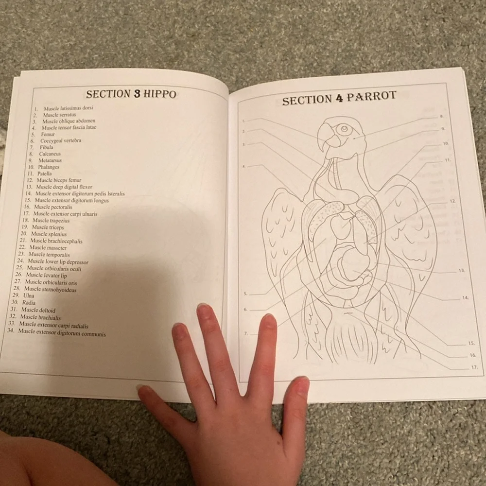 Coloring book - Picture 2 of 2